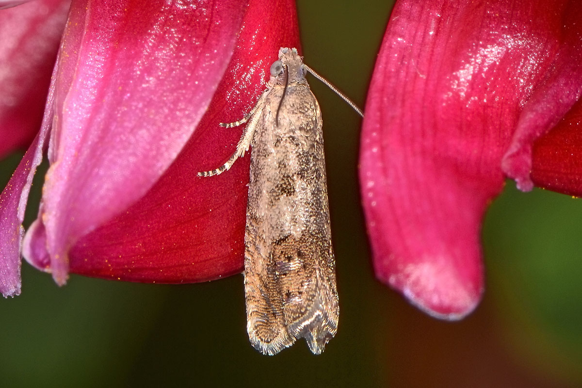 Tortricidae - Cydia sp. e Celypha lacunana